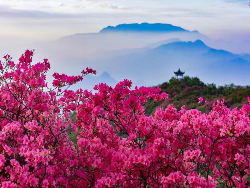 太平山上杜鵑嶺